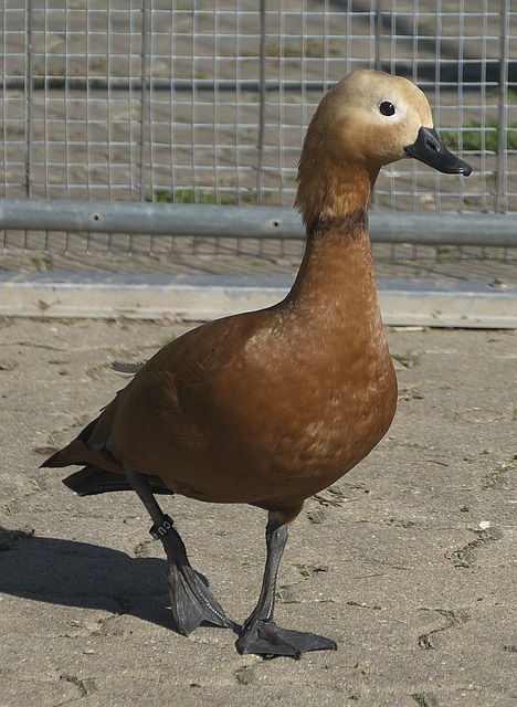 jiuyou体育
